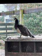 2x lieve vrouwtjes pauwen, Vrouwelijk, Overige soorten