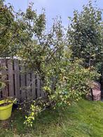 Oude perenboom, Tuin en Terras, Ophalen of Verzenden, Lente, Halfschaduw, Overige soorten