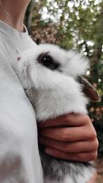 Jonge konijnen mix hangoor en hollandertjes, Dieren en Toebehoren, Meerdere dieren, Middelgroot