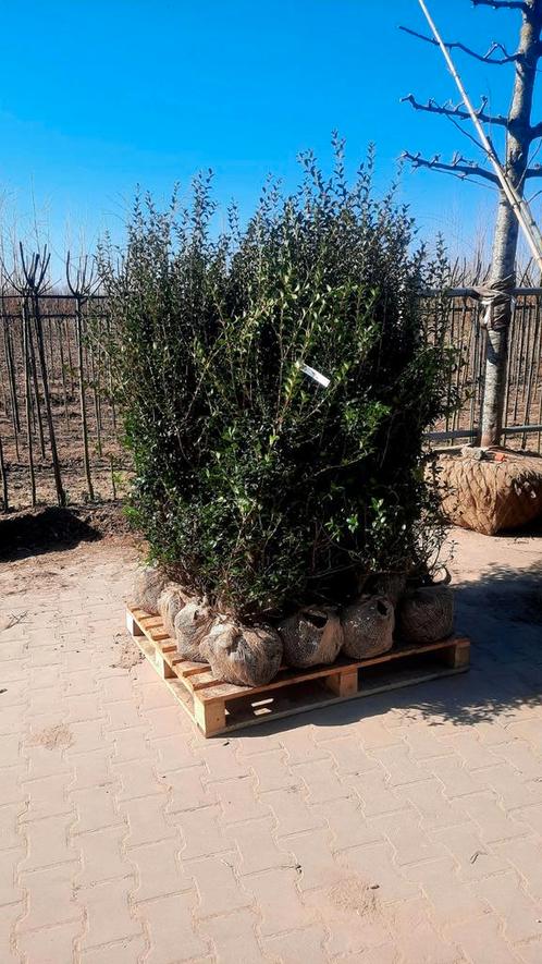 Osmanthus Burkwoodii 🌿 haagplant, Tuin en Terras, Planten | Bomen, Overige soorten, Volle zon, Ophalen
