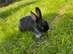Jonge dwergkonijntjes, Dieren en Toebehoren, Konijnen, Meerdere dieren, Dwerg, 0 tot 2 jaar