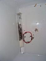 Crematogaster auberti 1q 400-450w | mieren ant mierenkolonie, Dieren en Toebehoren, Mieren