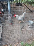Amrock, Dieren en Toebehoren, Pluimvee, Meerdere dieren, Kip