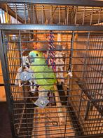 Te koop blauwhoofdamazone, Dieren en Toebehoren, Vrouwelijk, Papegaai, Pratend