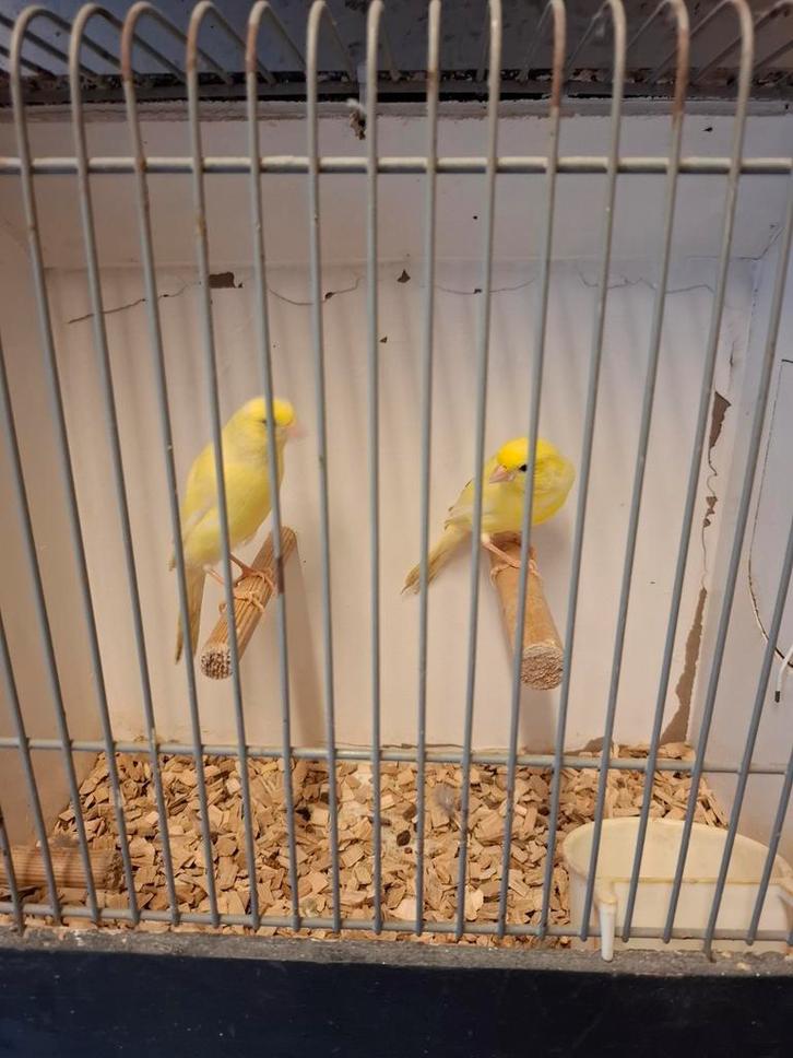 Gele kanarie's, Dieren en Toebehoren, Vogels | Kanaries, Kleurkanarie, Meerdere dieren