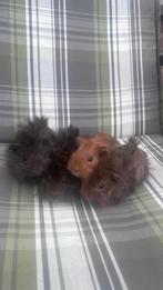 Cavia, Dieren en Toebehoren, Meerdere dieren, Cavia, Tam