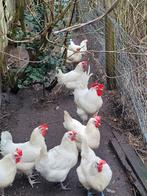 Poule de bresse broedeieren kuikens, Dieren en Toebehoren, Pluimvee, Kip, Meerdere dieren