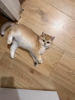 Britse korthaar ny12 kater 14 weken, Dieren en Toebehoren, Katten en Kittens | Raskatten | Korthaar, Kater, Ontwormd