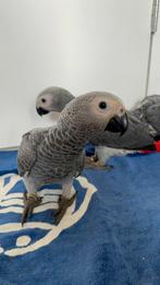 Jonge Congo Grijze Roodstaart papegaaien, Meerdere dieren, Papegaai, Geringd