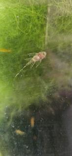 L144 longfin baby 2/2,5 cm, Dieren en Toebehoren, Vissen | Aquariumvissen, Vis, Zoetwatervis
