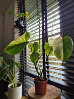 (Bonte) Monstera deliciosa variegata, Huis en Inrichting, Kamerplanten, Overige soorten, Minder dan 100 cm, Groene kamerplant