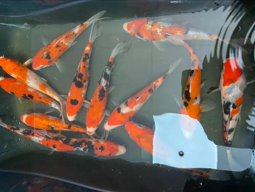 Diverse soorten koi ongeveer 20 cm, Dieren en Toebehoren, Vissen | Vijvervissen, Karper of Koi