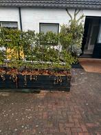 Gratis plantenbakken met struiken, Ophalen, Gebruikt, 100 cm of meer, Rechthoekig