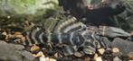 L015 Peckoltia vittata. candy stripe 2 stuks, Dieren en Toebehoren, Vissen | Aquariumvissen, Overige typen, Zoetwatervis
