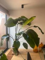 Strelizia Nicolai 200cm kamerplant mooi gezond, Huis en Inrichting, Kamerplanten, Ophalen, Overige soorten, Minder dan 100 cm