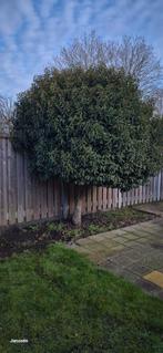 Portugese Laurier kers in perfecte staat, Tuin en Terras, Planten | Bomen, Bloeit niet, 100 tot 250 cm, Ophalen, Volle zon