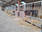 2 plekken aangeboden in onze kleinschalige opfok, Dieren en Toebehoren, Stalling en Weidegang, Opfok, 2 of 3 paarden of pony's