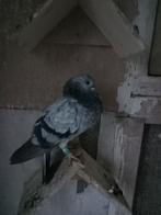 Figurita doffer, Dieren en Toebehoren, Vogels | Duiven, Mannelijk