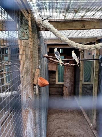 Verschillende soorten kromsnavels, kanaries en tropen  beschikbaar voor biedingen