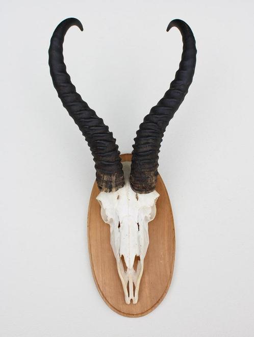 Schedel SPRINGBOK op houten schild - ref. N (gewei), Verzamelen, Dierenverzamelingen, Zo goed als nieuw, Schedel, Wild dier, Ophalen of Verzenden