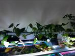 Epipremnum pinnatum 'Aureum', Dieren en Toebehoren, Vissen | Aquariumvissen, Vis