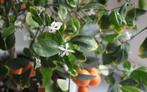Citrus Mandarijnen fruit plantjes stekjes bio kamerplanten, Overige soorten, Minder dan 100 cm, Ophalen of Verzenden, In pot