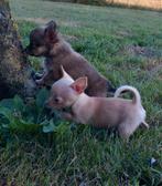 Prachtige Chihuahua pups., Dieren en Toebehoren, Honden | Chihuahua's en Gezelschapshonden, Reu, 8 tot 15 weken, CDV (hondenziekte)
