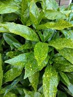 Bonte Goudbes (Aucuba japonica 'Variegata'), Vaste plant, Bloeit niet, Halfschaduw, Ophalen