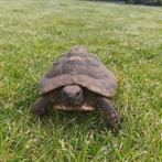 Griekse landschildpad, Dieren en Toebehoren, Schildpad, Met terrarium, 11 jaar of ouder