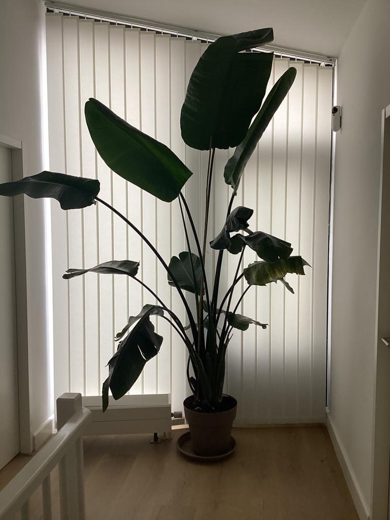 Grote Strelitzia, Huis en Inrichting, Kamerplanten, 200 cm of meer, Overige soorten, In pot, Groene kamerplant