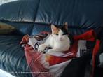 Gezocht huisje voor blue binnen poes Gratis, Dieren en Toebehoren, Katten en Kittens | Overige Katten, Poes