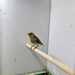 Putter - kanarie bastaarden, Dieren en Toebehoren, Vogels | Overige Vogels, Meerdere dieren, Wildzangvogel