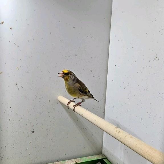 Putter - kanarie bastaarden, Dieren en Toebehoren, Vogels | Overige Vogels, Wildzangvogel, Meerdere dieren
