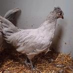 Auracana haantjes, Dieren en Toebehoren, Pluimvee, Mannelijk, Kip