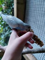 Tamme gras parkiet, Dieren en Toebehoren, Vogels | Parkieten en Papegaaien, Geslacht onbekend, Parkiet