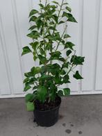 Hedera arborescens, Vaste plant, Halfschaduw, Zomer, Ophalen