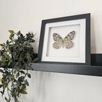Vlinder in lijst, Minder dan 50 cm, Nieuw, Ophalen of Verzenden, Minder dan 50 cm