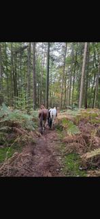 Lease merrie, Dieren en Toebehoren, Februari, Vrouwelijk