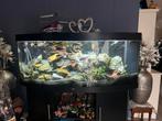 Juwel vision 450, Ophalen, Gebruikt, Gevuld zoetwateraquarium