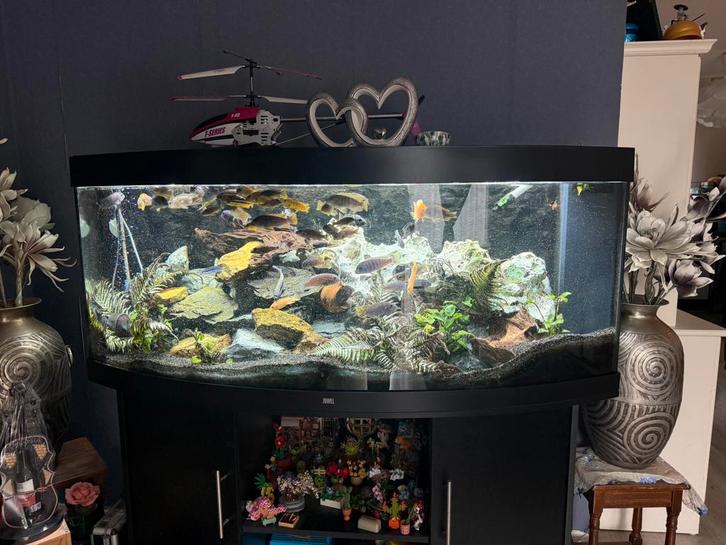 Juwel vision 450, Dieren en Toebehoren, Vissen | Aquaria en Toebehoren, Gebruikt, Gevuld zoetwateraquarium, Ophalen