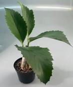 Cissus Juttae, Huis en Inrichting, Kamerplanten, Minder dan 100 cm, Ophalen of Verzenden, Vetplant