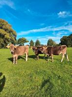 Te koop: 3 drachtige Brown Swiss vaarsen, Vrouwelijk, 0 tot 2 jaar