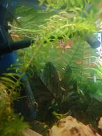 Guppen, Dieren en Toebehoren, Vis