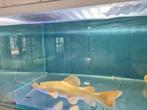 Platinum Roodstaartmeerval, rtc, meerval, Dieren en Toebehoren, Vis, Zoetwatervis