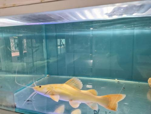 Platinum Roodstaartmeerval, rtc, meerval, Dieren en Toebehoren, Vissen | Aquariumvissen, Zoetwatervis, Vis