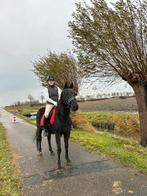 Lieve recreatie/kinderpony!😍🐴, Gechipt, B, Ruin, 3 tot 6 jaar