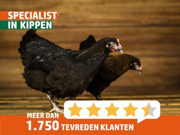 Marans Kippen | Mooie, rustige kip | Donkere eieren beschikbaar voor biedingen