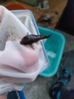 5 Ancistrus/borstel neus vissen, Dieren en Toebehoren, Vis, Zoetwatervis