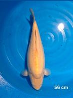 Hele mooie karashi female Supertam zie foto's '' schubloos'', Dieren en Toebehoren, Vissen | Vijvervissen, Karper of Koi