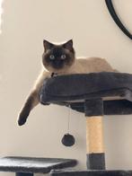 Onze kat Simba is te koop, Dieren en Toebehoren, Kater, Gechipt, 0 tot 2 jaar